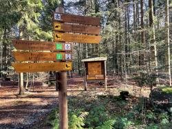 Den Alltag vergessen können die Teilnehmer der Führung auf dem Rundweg mit der Markierung „Dachs“ am 31. Mai. (Foto: Sandra Schrönghammer/Nationalpark Bayerischer Wald)