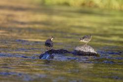 Wasseramseln leben - wie der Name schon sagt - am Wasser. Wer am Kolbersbach sonst noch singt, erfahren Interessierte bei einer Führung am 31. Mai. (Foto: Steffen Krieger / Nationalpark Bayerischer Wald)