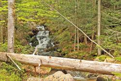 Inmitten der Nationalparkwäldern können sich Kinder und Jugendliche mit dem Thema „Trauer und Traurigkeit“ auseinandersetzen. (Foto: Gregor Wolf/Nationalpark Bayerischer Wald)