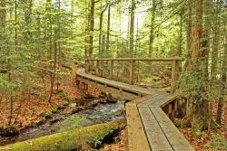 Der Seelensteig bietet eine gute Gelegenheit in wilder Natur die Seele baumeln zu lassen. (Foto: Gregor Wolf/Nationalpark Bayerischer Wald)