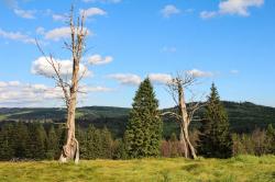 Offene Landschaften in den Hochlagen, wie der Jährlingsschachten, bieten zahlreichen Arten perfekte Lebensräume. (Foto: Karl Klostermann/Nationalpark Bayerischer Wald)