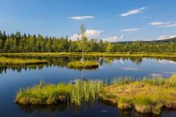 Das Königsfilz im Nationalpark Šumava beheimatet den größten Moorsee in der Tschechischen Republik. (Foto: Stephan Rosenkranz/Nationalpark Bayerischer Wald)