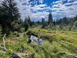 Die meisten Moore im Nationalpark wurden durch den Menschen verändert. Auch im Großen Filz sind davon noch heute Spuren zu sehen. (Foto: Sandra Schrönghammer/Nationalpark Bayerischer Wald)