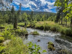 Entlang des Flusswanderwegs am Großen Regen führt eine der drei geführten Touren des Nationalparks am Sonntag. (Foto: Sandra Schrönghammer/Nationalpark Bayerischer Wald)