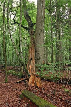 Die entstehende Waldwildnis dient am 12. Juli als Inspiration. (Foto: Gregor Wolf/Nationalpark Bayerischer Wald)