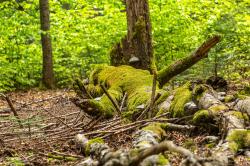 Wilde Wälder im Böhmerwald. (Foto: Annabell Gsödl/Nationalpark Bayerischer Wald)
