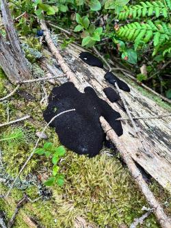 Sieht aus wie ein schwarz glänzendes Kissen: der Röhrige Schleimpilz. Diese auffällige Art konnte nun erstmals im Nationalpark nachgewiesen werden. (Foto: Ursula Schuster / Nationalpark Bayerischer Wald)