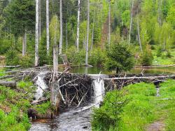 Durch das Anlegen von Staudämmen kann der Biber faszinierende Wasserlandschaften gestalten, wie etwa hier am Steinbach bei Mauth. (Foto: Annette Nigl/Nationalpark Bayerischer Wald)
