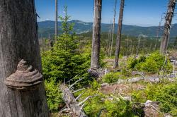 Bei gutem Wetter bietet sich auf dem Polom eine für die Region einmalige Aussicht. (Foto: Stephan Rosenkranz/Nationalpark Bayerischer Wald)