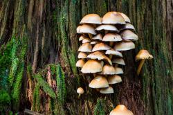 Solch beinahe schon kunstvoll angeordnete Fruchtkörper von holzbewohnenden Pilzen sind im Nationalpark häufig zu entdecken. (Foto: Markus Bolliger/Nationalpark Bayerischer Wald)