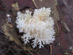An drei im Juli 2024 beimpften Buchenstämmen wachsen seit Ende Juli 2025 frische Ästige Stachelbärte (Hericium coralloides) im Nationalpark Bayerischer Wald.  (Foto: Peter Karasch / Nationalpark Bayerischer Wald)