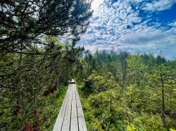 Wie bedeutsam sind Moorlandschaften wie das Klosterfilz? Das wird bei einer meditativen Wanderung rund ums Klosterfilz erörtert. (Foto: Sandra Schrönghammer/Nationalpark Bayerischer Wald)