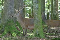 Auf den Spuren der Rothirsche wandeln die Teilnehmer des mehrtägigen Wanderangebots von 24. bis 26. September. (Foto: Gregor Wolf/Nationalpark Bayerischer Wald)