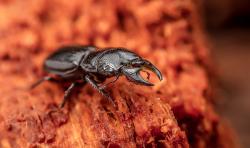Urwaldreliktarten wie der Rindenschröter sollen erforscht und ihre Lebensräume besser geschützt werden. (Foto: Lukas Haselberger/Nationalpark Bayerischer Wald)