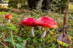 Pilze wie der farbenfrohe, aber giftige Fliegenpilz sind im Herbst in den heimischen Wäldern relativ häufig zu finden. (Foto: Andreas Stumpp/Nationalpark Bayerischer Wald)
