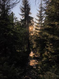 In der Dämmerung geht’s durch die Wälder rund um Waldhäuser. (Foto: Kim Ascher/Nationalpark Bayerischer Wald)
