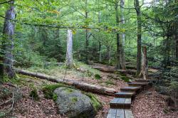 Natur erleben und Kraft tanken stehen bei der meditativen Wanderung im Mittelpunkt. (Foto: Karl Klostermann/Nationalpark Bayerischer Wald)