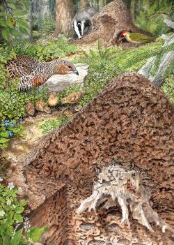 Solch realistische und lebendige Illustrationen zeigt der tschechische Künstler Pavel Procházka ab Donnerstag im Hans-Eisenmann-Haus. (Bild: Pavel Procházka)