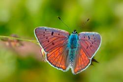 Um seltene Schönheiten wie den Violetten Feuerfalter (Lycaena alciphron) geht es in der Ausstellung und wissenschaftlichen Broschüre über Schmetterlinge im Bayerischen Wald. (Foto: Rudolf Ritt)