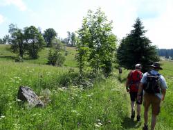 Die Wiesen und Wälder zwischen Buchwald und Fürstenhut können Interessierte bei einer grenzüberschreitenden Wanderung am 28. September entdecken. (Foto: Annette Nigl /Nationalpark Bayerischer Wald)