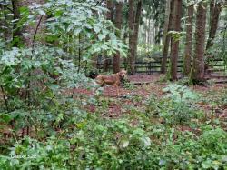 Der Gehege-Wolf des Nationalparkzentrums Falkenstein lebt nun im Wildtierpark Poing. (Foto: Rene Winkler / Wildtierpark Poing)