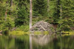 Informationen rund um den Biber und seinen Lebensraum gibt es bei der Führung am 4. Oktober. (Foto: Stephanie Scheibelberger /Nationalpark Bayerischer Wald)