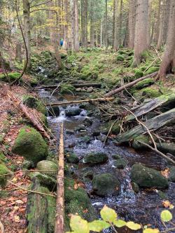 Entlang des herbstlichen Reschbachs führt die samstägliche Wanderung. (Foto: Gabi Neumann-Beiler)
