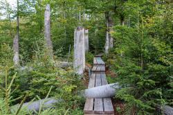 Bei der meditativen Wanderung können Teilnehmer zwei Stunden lang die Seele baumeln lassen. (Foto: Karl Klostermann/Nationalpark Bayerischer Wald)