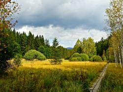 Faszinierende und farbenprächtige Moorlandschaften gibt es bei einer Führung rund um Großer Filz und Klosterfilz zu entdecken. (Foto: Sandra de Graaf/Nationalpark Bayerischer Wald)