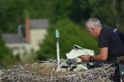 Nach wenigen Minuten konnte Markus Schmidberger, der mit der Grafenauer Drehleiter zum Nest hochgefahren wurde, die Beringung beendet. Währenddessen lag eine Decke über den Vögeln, um sie zu beruhigen. (Foto: Thies Hinrichsen/Nationalpark Bayerischer Wald)