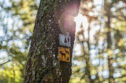 „…und sammelte die Sonnenstrahlen“ lautet das Motto der meditativen Wanderung durch das Tier-Freigelände im Nationalparkzentrum Lusen. (Foto: Annabell Gsödl/Nationalpark Bayerischer Wald)