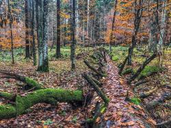 Welchen Wert hat echte Wildnis? Das können Nationalparkbesucher bei einer Führung am Samstag, 1. November, erfahren. (Foto: Sandra Schrönghammer/Nationalpark Bayerischer Wald)