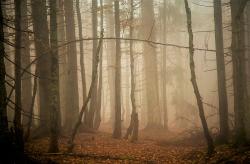 Zwei Führungen zum Thema „Trauer und Traurigkeit“ bietet der Nationalpark zusammen mit dem Hospizverein im Landkreis Freyung-Grafenau.e.V in den Ferien an. (Foto: Fritz Eichmann/Nationalpark Bayerischer Wald)