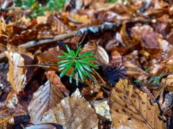 Warum schwinden Humusauflagen in Wäldern und wie können diese geschützt werden? Diesen Fragen geht ein Vortrag von Prof. Dr. Friederike Land von der Uni Freiburg auf den Grund. (Foto: Prof. Dr. Friederike Lang/Nationalpark Bayerischer Wald)