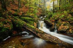 Weltweit sorgen steigende Konzentrationen von gelöstem organischem Kohlenstoff für eine zunehmende Braunfärbung von Bächen. (Foto: Thomas Michler/Nationalpark Bayerischer Wald)