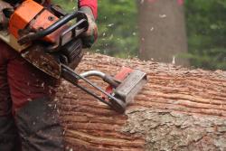Beim Borkenkäfer-Management wird im Nationalpark seit Jahren auch die Technik des streifenförmigen Entrindens eingesetzt. (Foto: Gregor Wolf / Nationalpark Bayerischer Wald)
