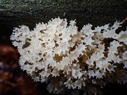Die Becherkoralle (Artomyces pyxidatus) wurde 2023 erstmals im Nationalpark bei Guglöd entdeckt. (Foto: Rita Lüder)