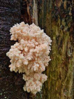Der Tannenstachelbart (Hericium flagellum) soll im Tanzboden wieder neuen Lebensraum finden. (Foto: Peter Karasch / Nationalpark Bayerischer Wald)