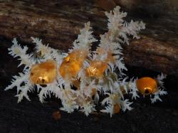Buchenstachelbart (Hericium Coralloides)