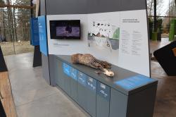 Das Thema Aas spielt ab sofort auch in der Ausstellung vom Haus zur Wildnis eine Rolle. (Foto: Gregor Wolf/Nationalpark Bayerischer Wald)