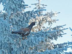 Nicht nur der Auerhahn wünscht sich einen ruhigen Start ins neue Jahr.  (Foto: Michael Pscheidl/Nationalpark Bayerischer Wald)