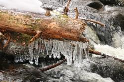 Wasser steht bei der „Nationalpark exklusiv“-Führung an Silvester im Fokus. (Foto: Stephanie Scheibelberger / Nationalpark Bayerischer Wald)