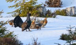 Auerhühnern steht im Winter nur recht karge Nahrung zur Verfügung. Auch deshalb sind die großen Waldvögel sehr störungsempfindlich. (Foto: Christoph Moning/Nationalpark Bayerischer Wald)