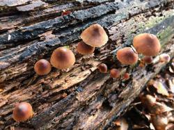 Wie der Klimawandel und andere Umwelteinflüsse auf Totholz und Zersetzungsprozesse wirken, will Referent Jasper Schreiber bei seinem Vortrag zeigen. (Foto: Jasper Schreiber/Nationalpark Bayerischer Wald)