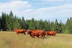 Die kleine Herde Rotes Höhenvieh darf die nächsten Wochen nun auf dem Ruckowitzschachten verbringen. (Foto: Gregor Wolf/Nationalpark Bayerischer Wald)