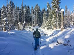 Bei zwei geführten Wanderungen geht es am Samstag durch die winterlichen Nationalparkwälder. (Foto: Sandra Schrönghammer/Nationalpark Bayerischer Wald)