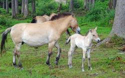 Putzmunter zeigt sich der neuste Zuwachs der Przewalski-Pferde im Tier-Freigelände des Nationalparks. (Foto: Reinhold Gaisbauer/Nationalpark Bayerischer Wald)