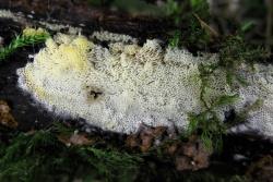 Der Pilz Antrodiella niemelaei wächst auf abgestorbenen Weidenästen.  (Foto: Dr. Matthias Theiß)