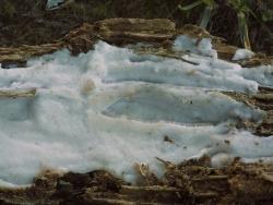 Skeletocutis stellae hingegen braucht alte Tannenstämme. (Foto: Peter Karasch/Nationalpark Bayerischer Wald)