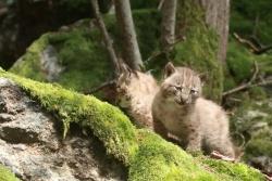 Seit vergangenem Wochenende zeigen sich die Jungtiere den Besuchern des Nationalparkzentrums Lusen. (Foto: Peter Auerbeck)